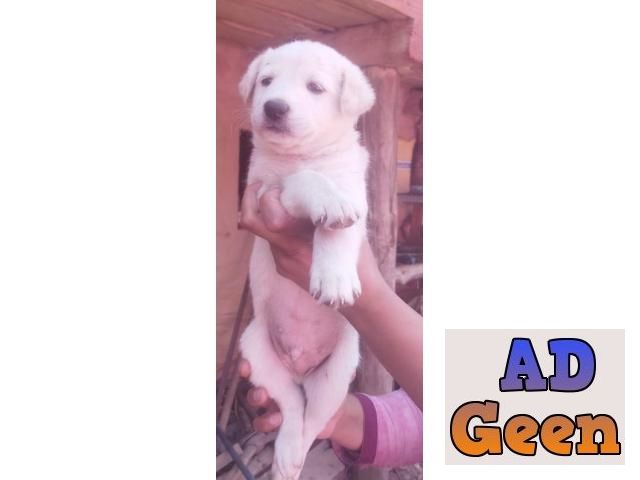 used The great Himalayan gaddi dog puppy for sale 